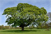 oak tree Image